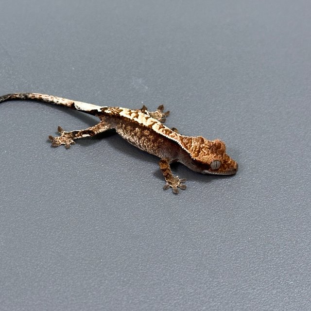 카푸치노 화이트스팟