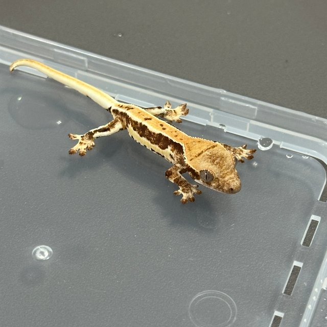 릴리화이트 드리피 풀핀 화이트핀 화이트스팟