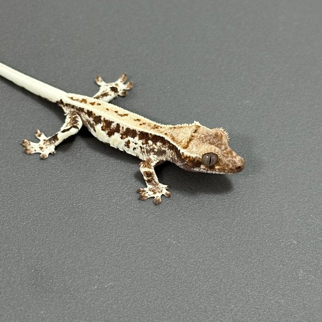 프라푸치노 드리피 화이트스팟 풀핀 화이트핀