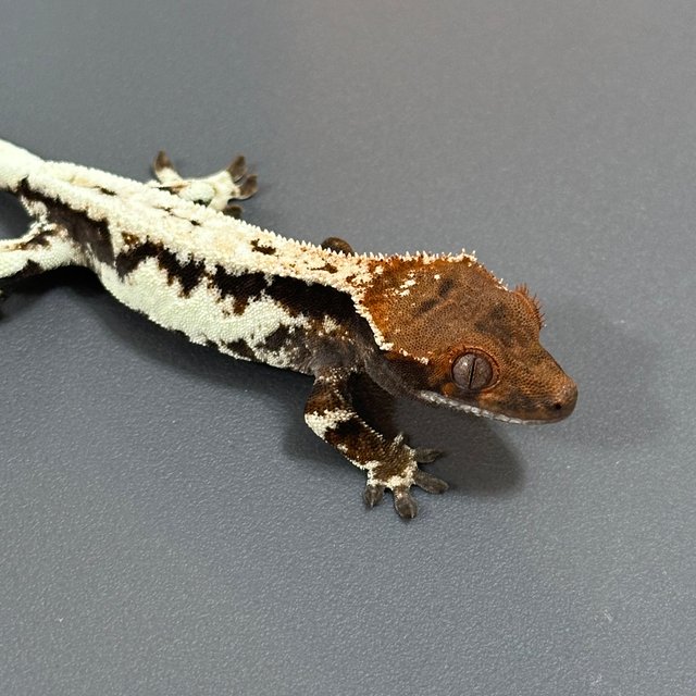 프라푸치노 100%헷아잔틱 풀핀