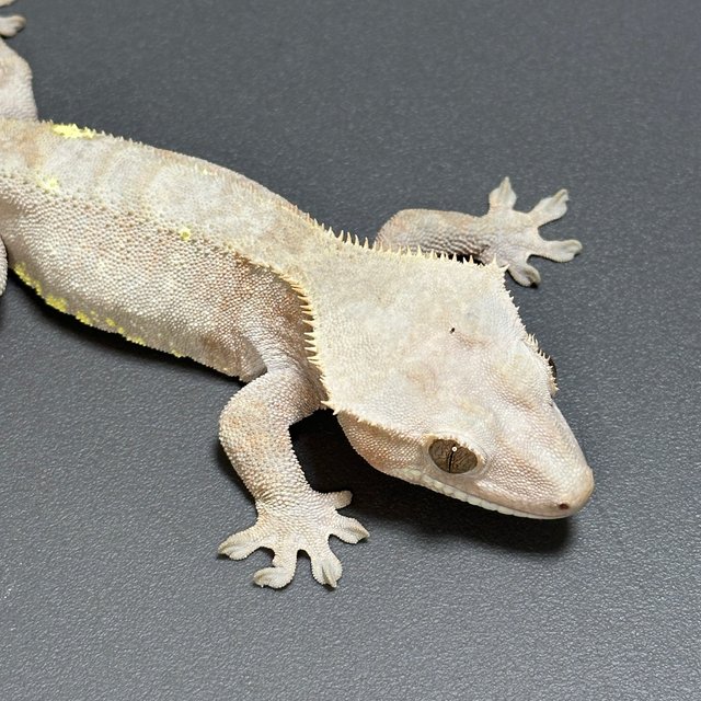 카푸치노 패턴리스