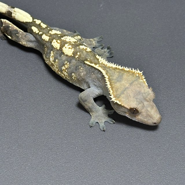 세이블 화이트스팟