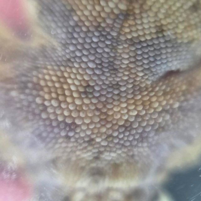 노멀 할리퀸 화이트스팟