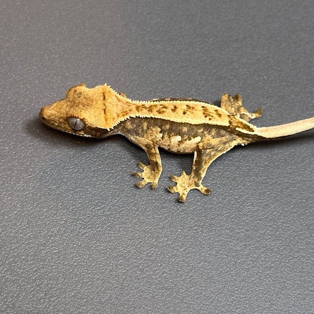 노멀 트라이 핀스트라이프