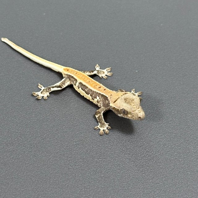 릴리화이트 풀핀 드리피 화이트스팟