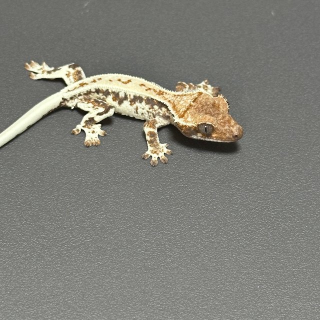 프라푸치노 드리피 화이트스팟 풀핀 화이트핀