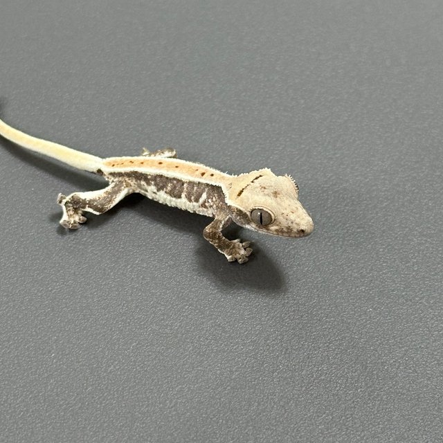 릴리화이트 드리피 화이트스팟 풀핀