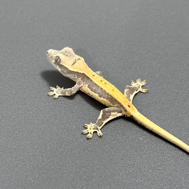 릴리화이트 풀핀 쿼드 화이트스팟