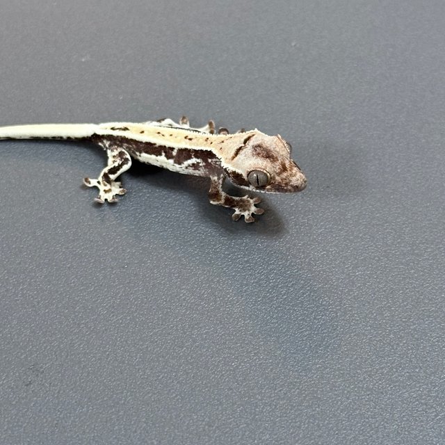 프라푸치노 풀핀 화이트스팟 드리피