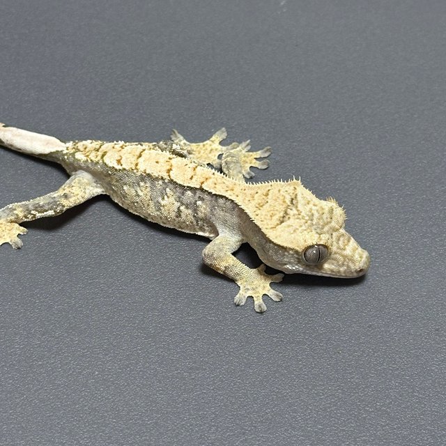 노멀 할리퀸 화이트스팟