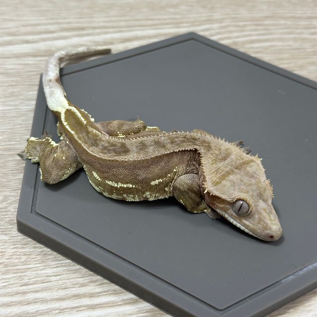 팬텀 레드