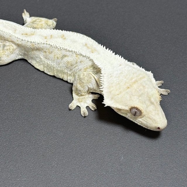 릴리화이트 화이트스팟 드리피 트라이 풀핀 화이트핀