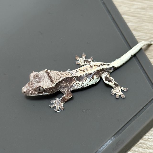 프라푸치노 드리피