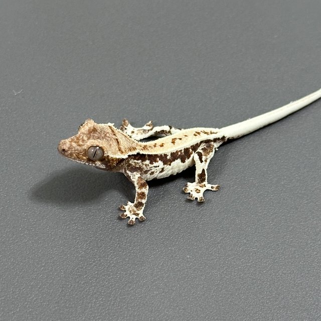 프라푸치노 드리피 화이트스팟 풀핀 화이트핀