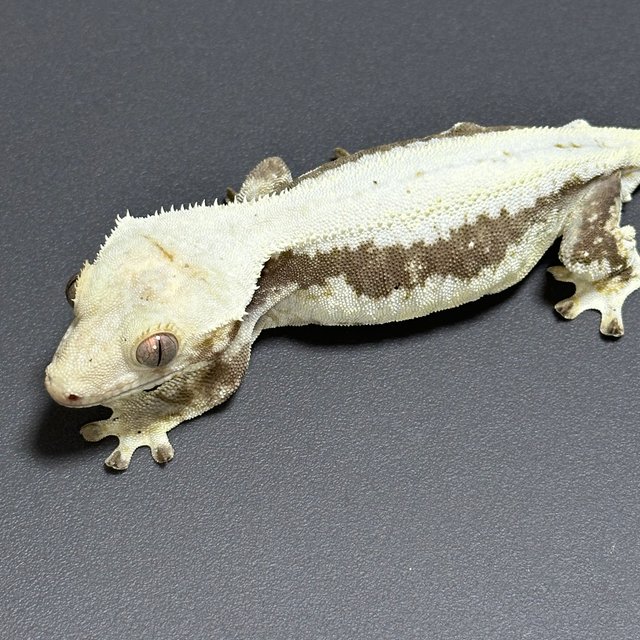 릴리화이트 드리피 풀핀 화이트스팟