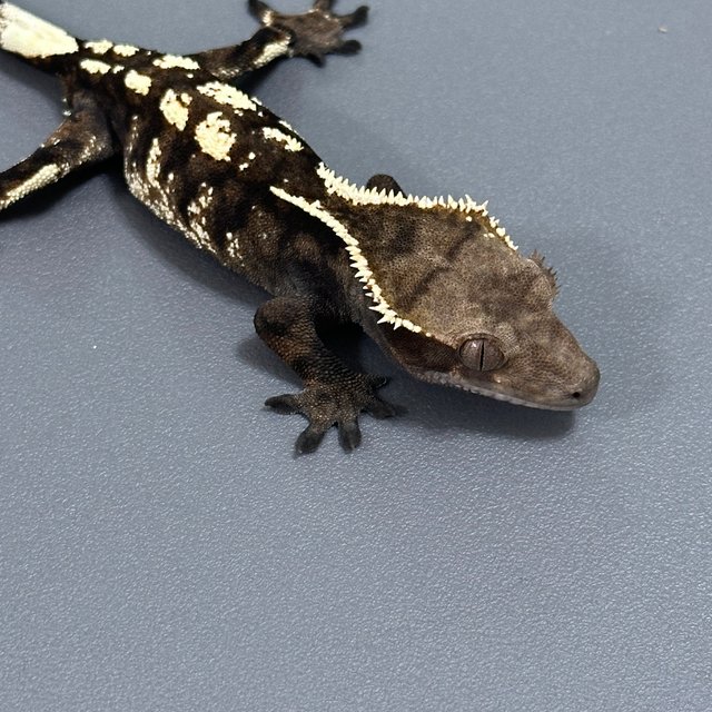 세이블 화이트스팟