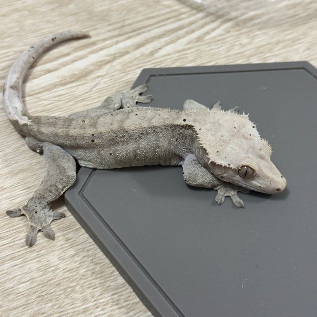 팬텀 챠콜 알티