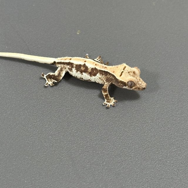 릴리화이트 화이트스팟 드리피