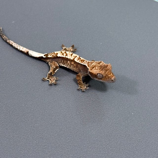 카푸치노 화이트스팟