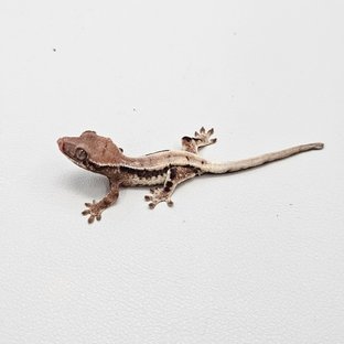 릴리 세이블 세이블 릴리화이트 100%헷아잔틱