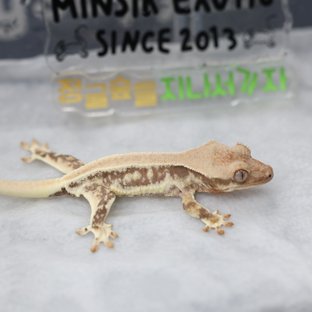 콩레 기루