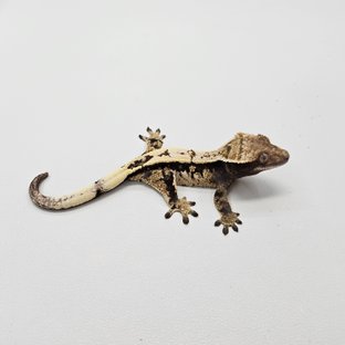 세이블 100%헷아잔틱