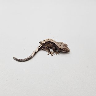 세이블 100%헷아잔틱