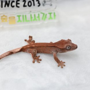 헌곤 초식