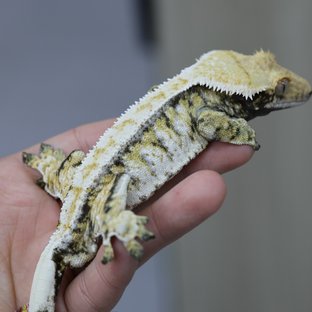 누네