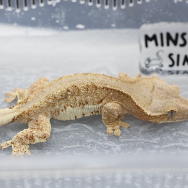 릴리화이트 릴리100%헷아잔틱 100%헷아잔틱