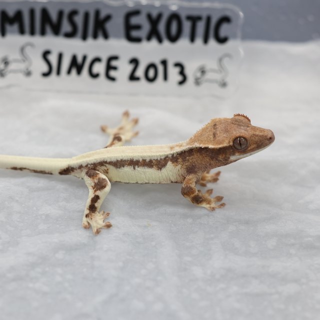 세이블 릴리 세이블 릴리화이트 100%헷아잔틱 릴리100%헷아잔틱