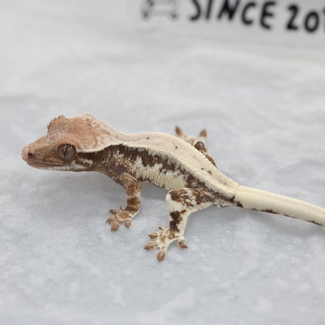 세이블 릴리 세이블 릴리100%헷아잔틱 100%헷아잔틱