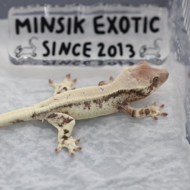 릴리 세이블 릴리화이트 세이블