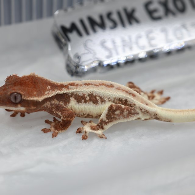 릴리화이트 초초