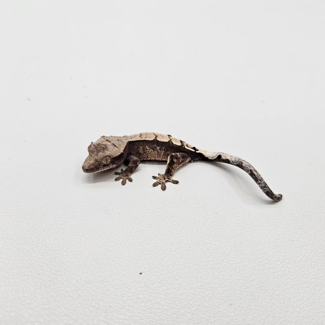 세이블 100%헷아잔틱