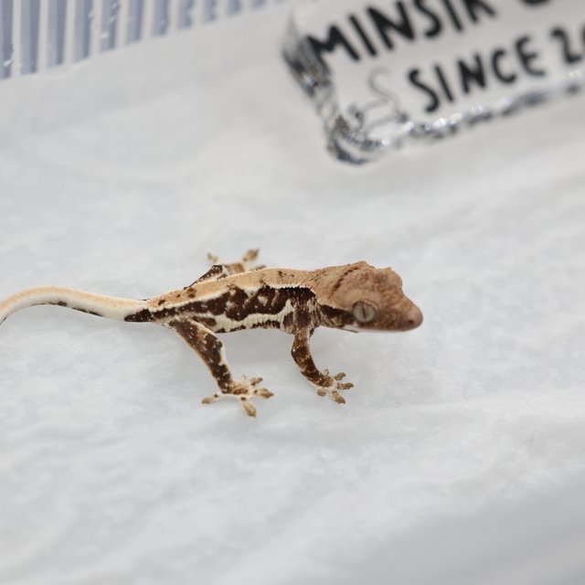 100%헷초초 릴리화이트