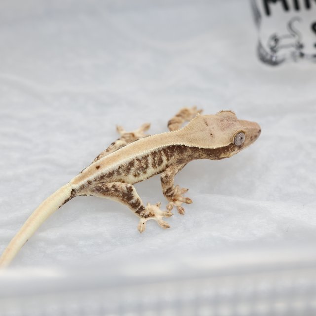 100%헷초초 릴리화이트