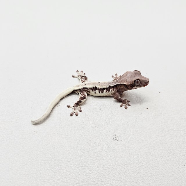 릴리 세이블 세이블 100%헷아잔틱 릴리화이트