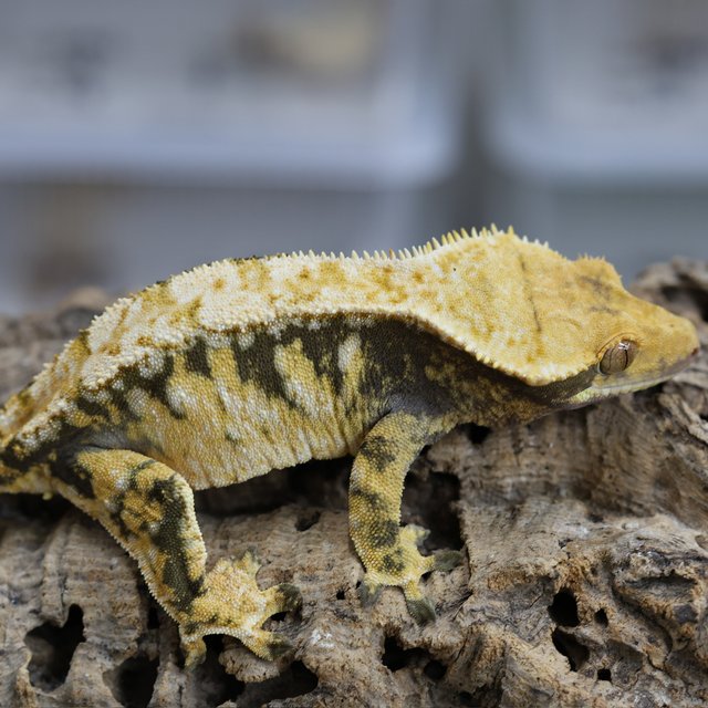 노멀 트라이 화이트스팟