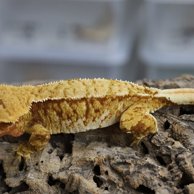 노멀 트라이 레드