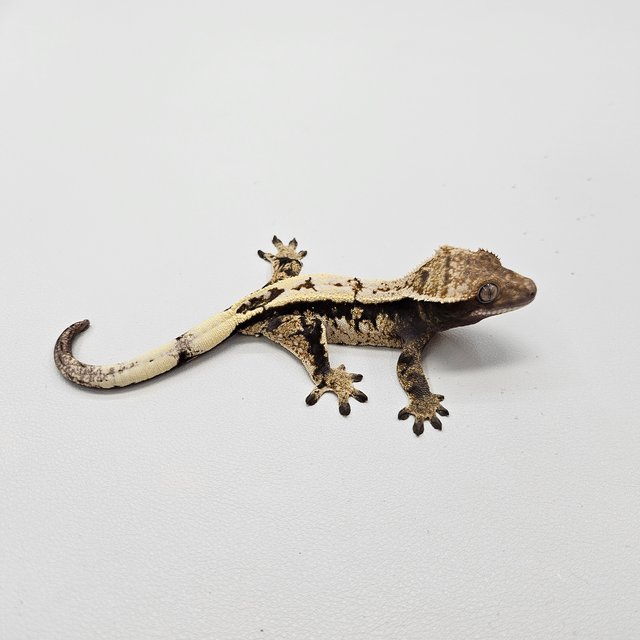 세이블 100%헷아잔틱