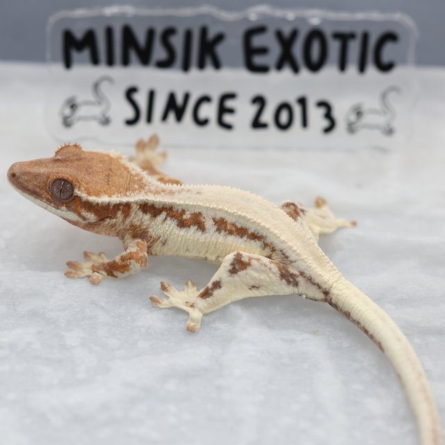 세이블 릴리 세이블 릴리100%헷아잔틱 100%헷아잔틱