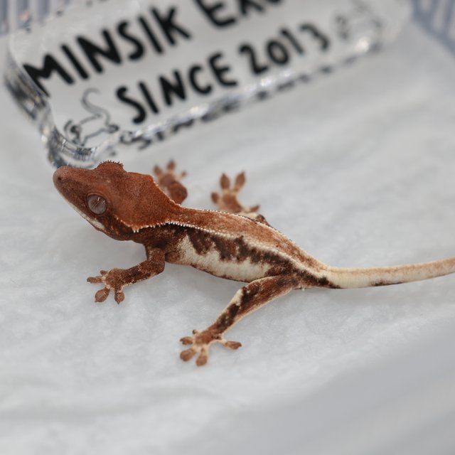 릴리 세이블 100%헷초초 릴리화이트 세이블