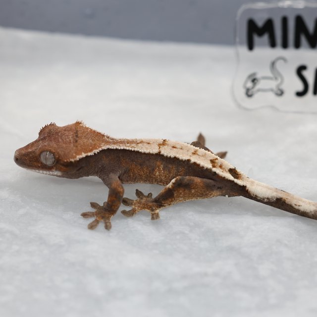 세이블 100%헷아잔틱