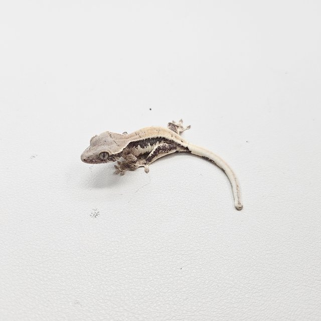 릴리 세이블 릴리화이트 세이블 100%헷아잔틱