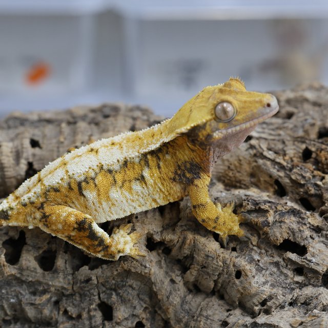 노멀 트라이 텐저린