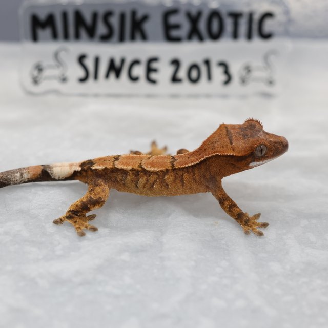 세이블 100%헷아잔틱