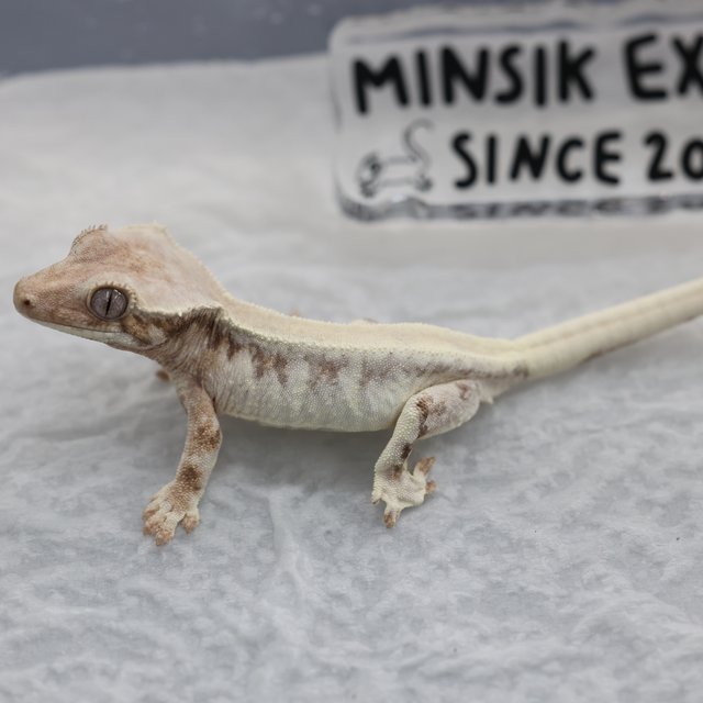 릴리 세이블 릴리화이트 세이블