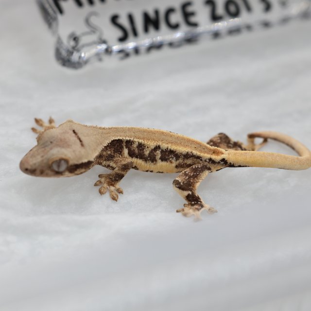 100%헷초초 릴리화이트