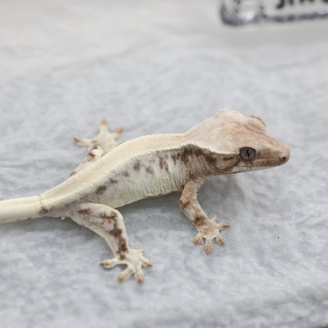 릴리 세이블 릴리화이트 세이블